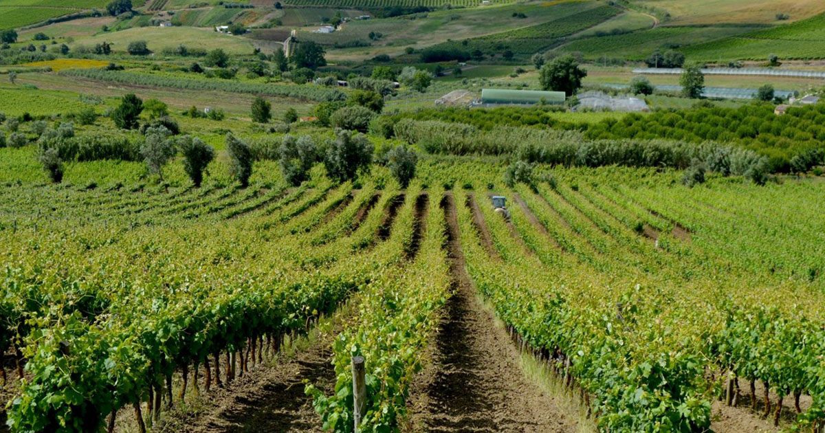 Wine tasting at the Team Building Wine Tasting, Portugal’s West region